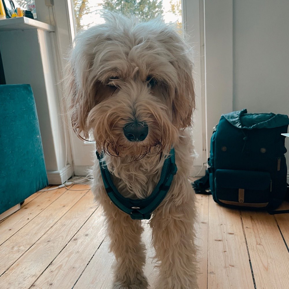 Hundetreffen-Treffen für gute Hundebegegnungen-Profilbild