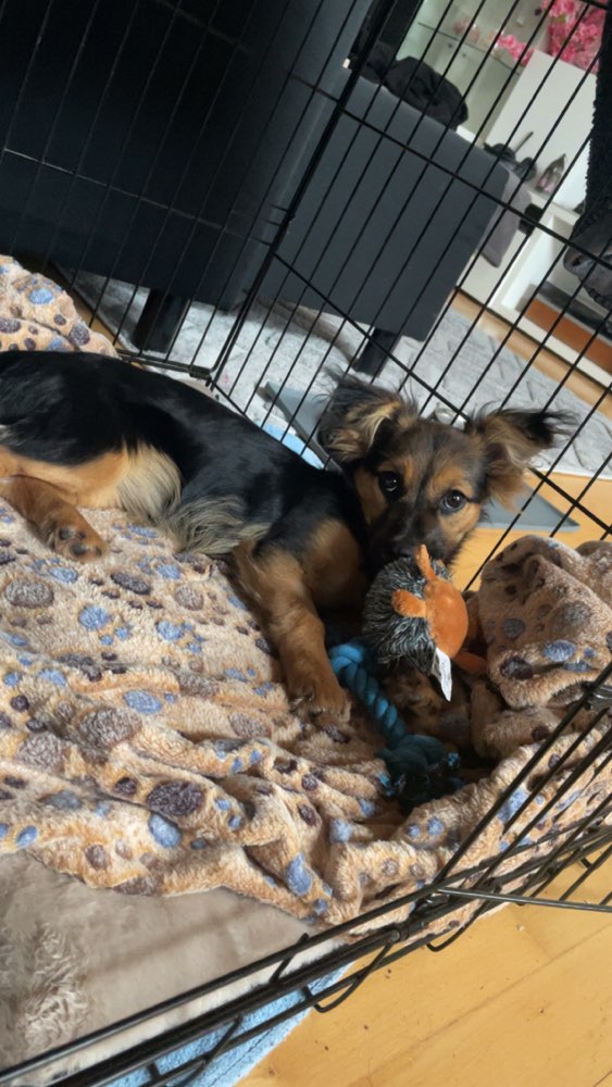 Hundetreffen-Welpen kennenlernen in Wipperfürth-Profilbild
