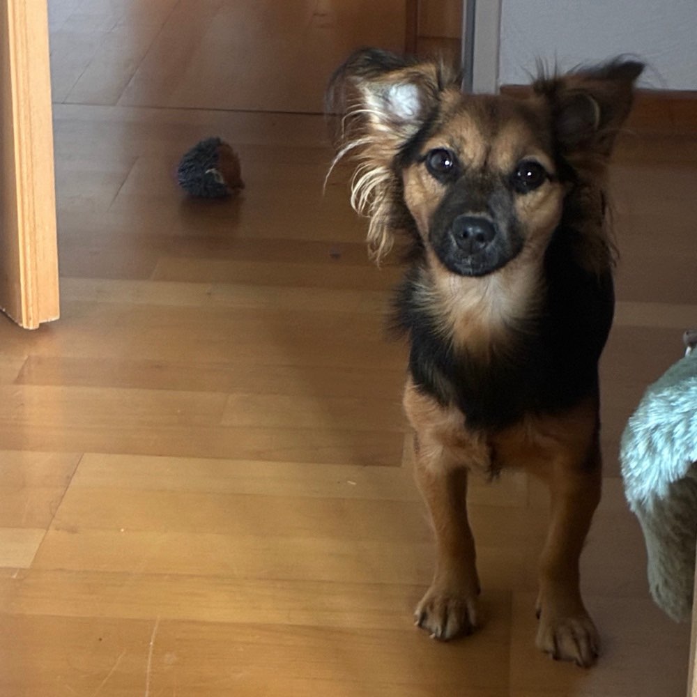 Hundetreffen-Hundetreffen-Profilbild