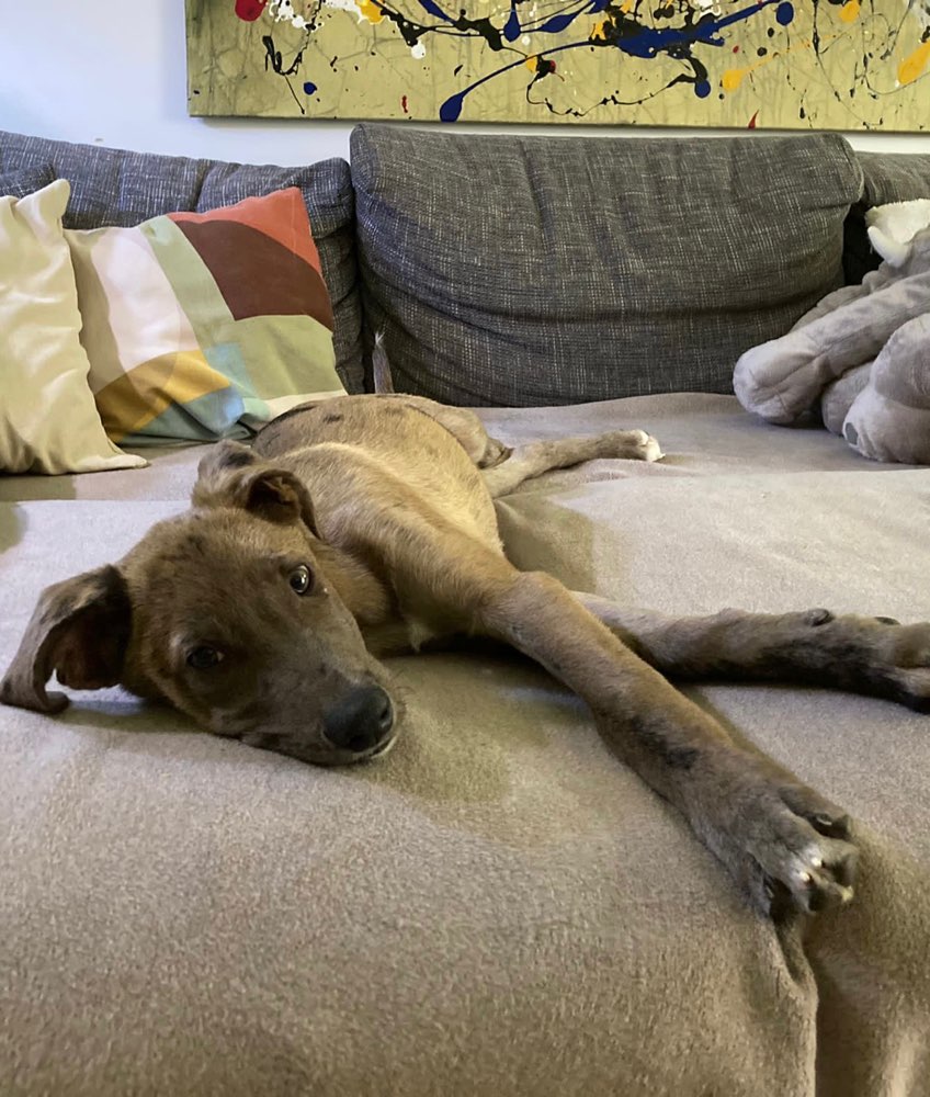 Hundetreffen-Junghunde zum Toben und Spazieren gehen gesucht-Profilbild