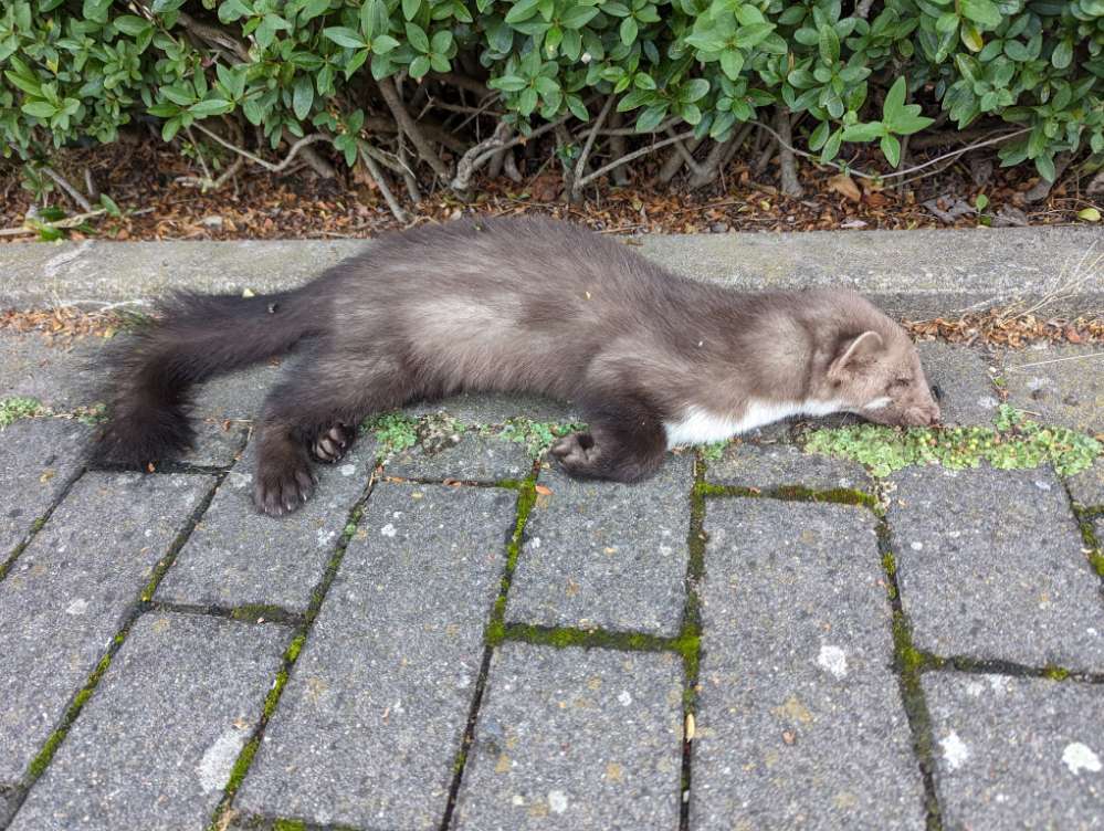 Giftköder-Toter Mader-Profilbild