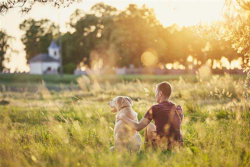 Dogorama Photo Challenge - Sommerabend: Dein Hund beim Sonnenuntergang 🌅🐾 Banner