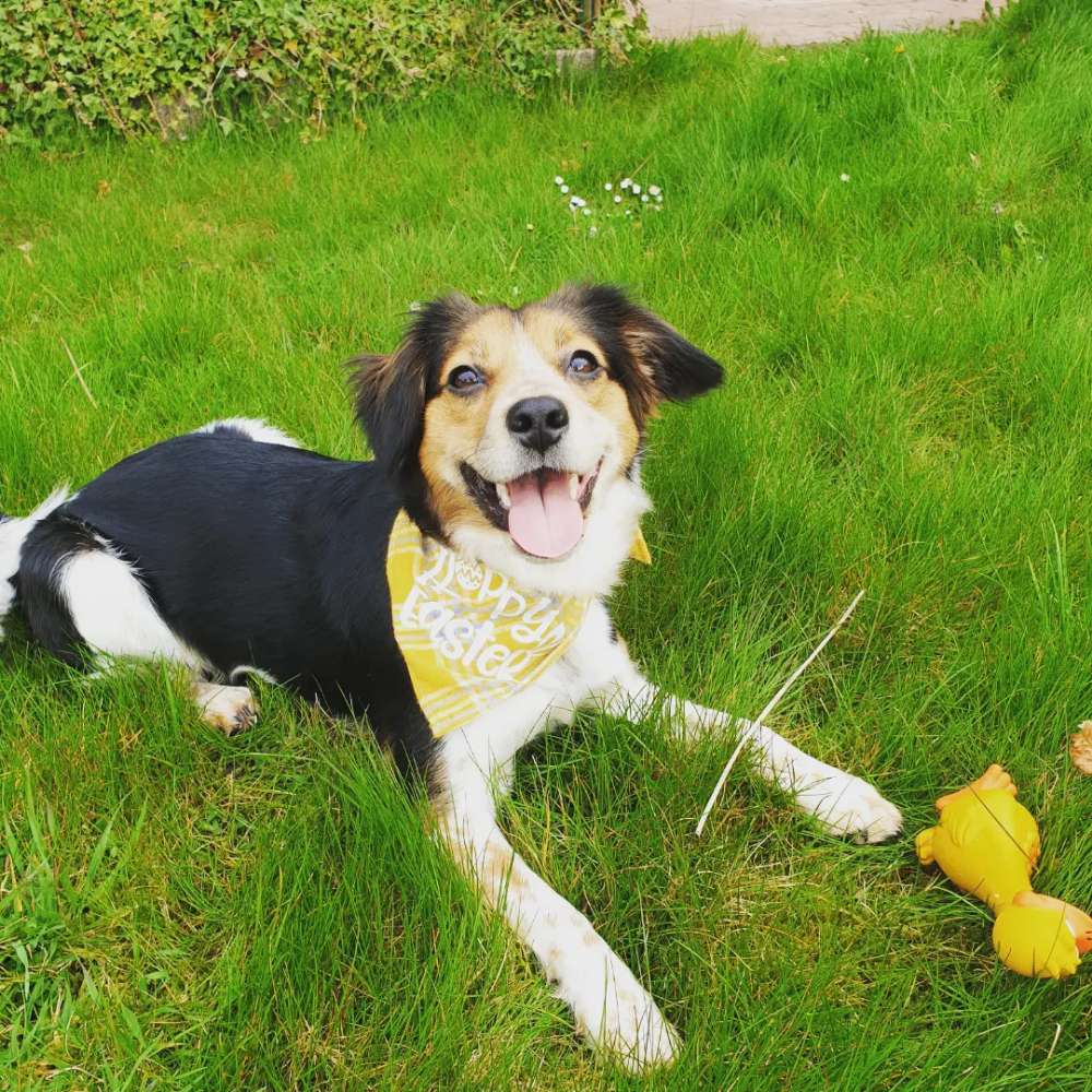 Hundetreffen-waldspaziergang-Profilbild