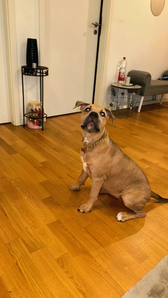 Hundetreffen-4,5 Monate alter Steffi Welpe-Profilbild