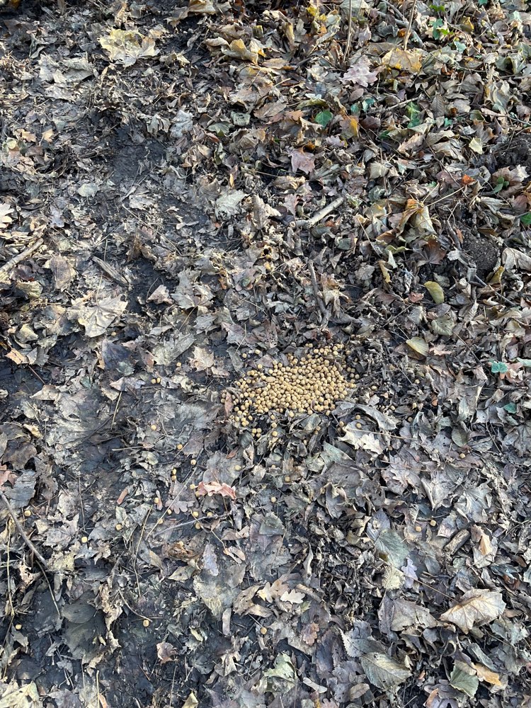 Giftköder-Evtl Giftköder-Profilbild