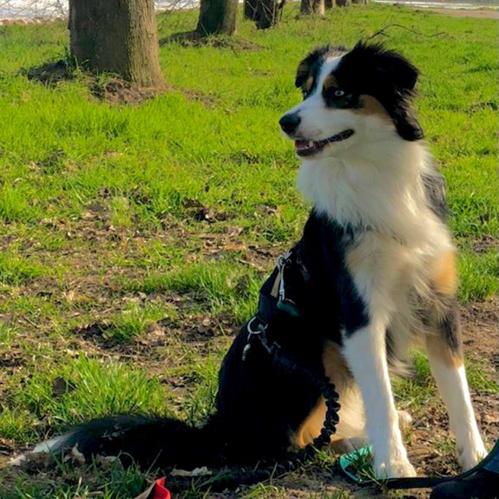 Hundetreffen-Yuma sucht Hundefreunde-Profilbild
