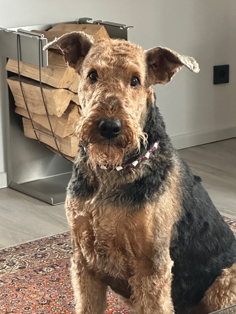 Hundetreffen-Gassi Freundin gesucht-Profilbild