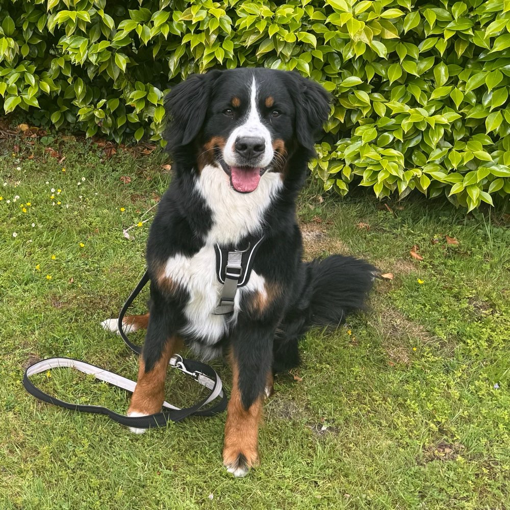 Hundetreffen-Spaziergang und Spielen-Profilbild