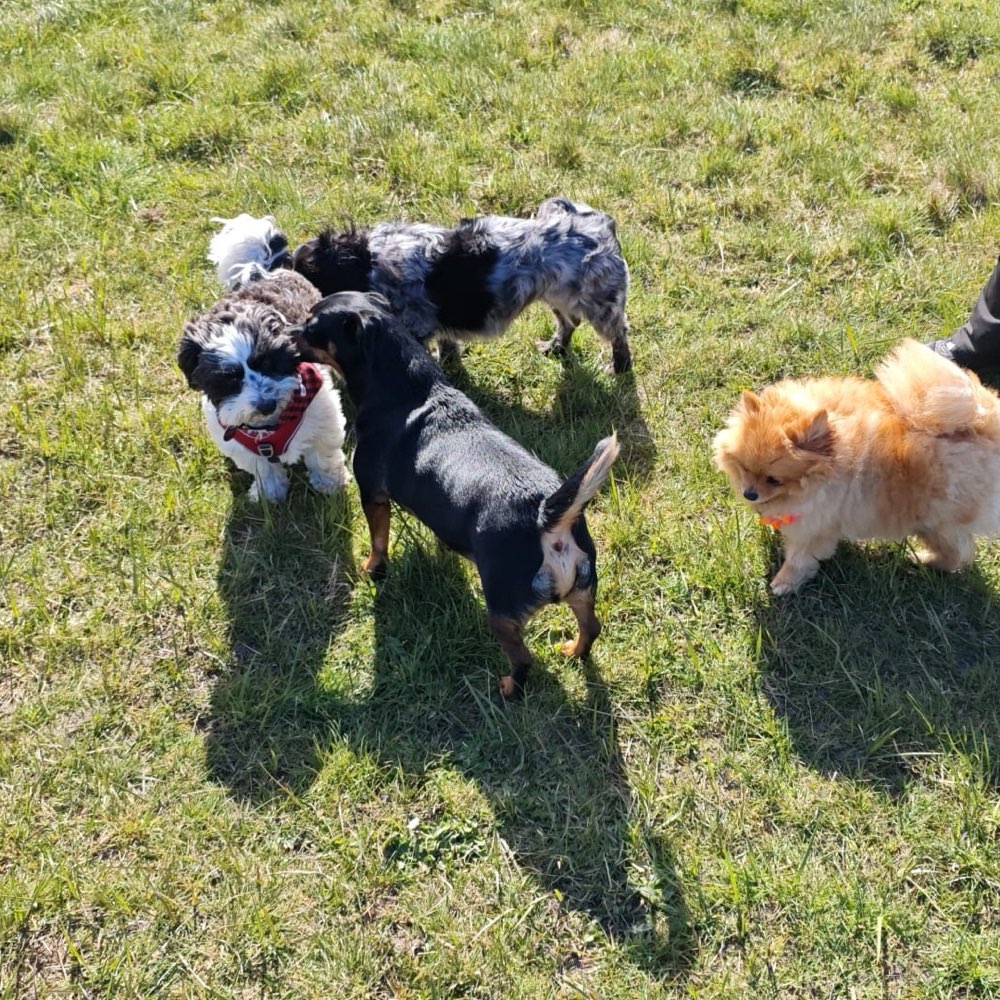Hundetreffen-Kleine Hunde treffen im Hundeauslauf Döse-Profilbild