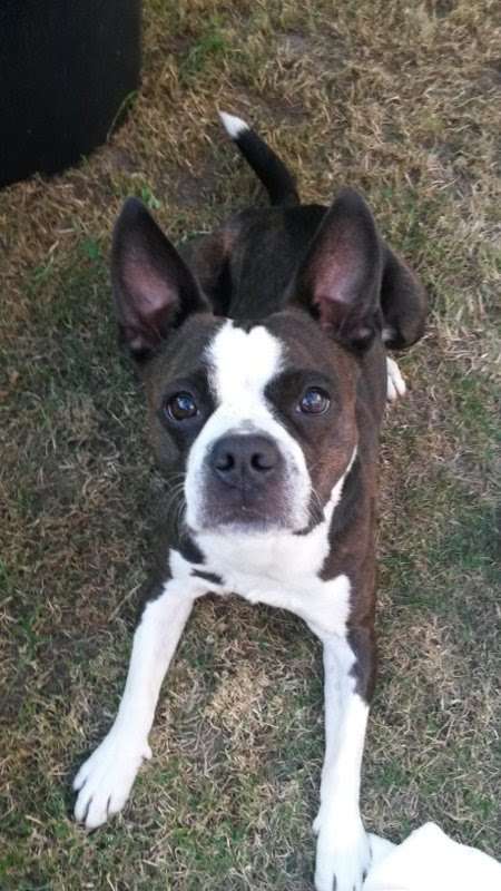 Hundetreffen-Spazieren und kennenlernen-Profilbild