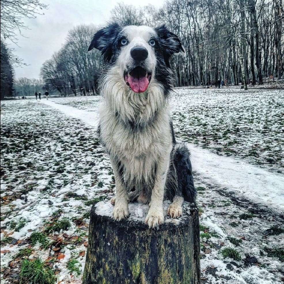 Hundetreffen-Spielen im Rehberge Park-Profilbild