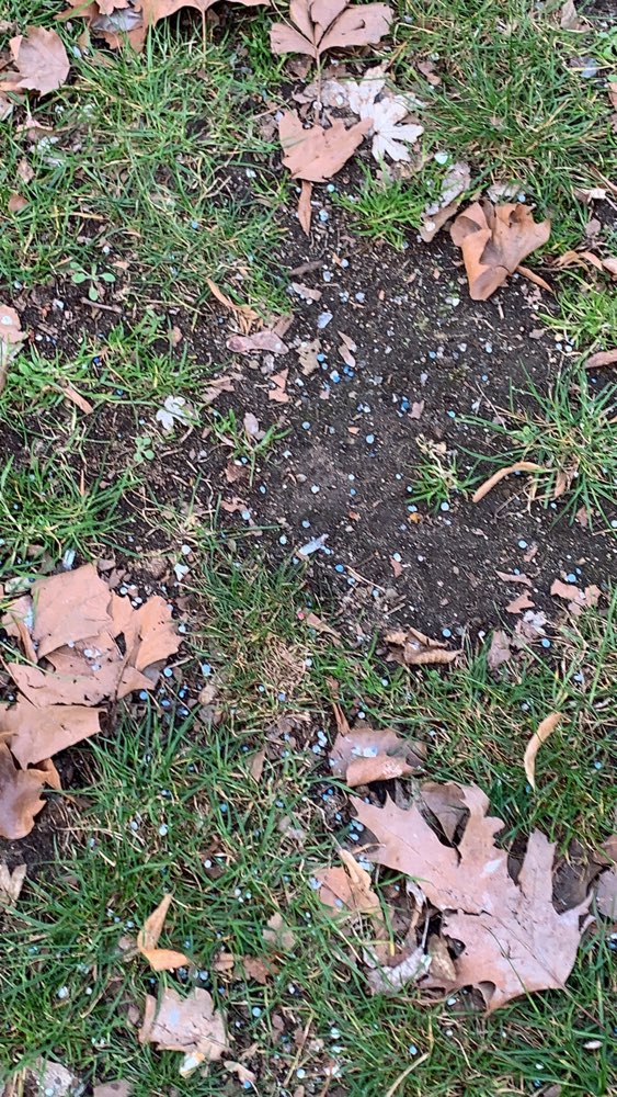 Giftköder-Giftköder vermutlich Blaukorn-Profilbild