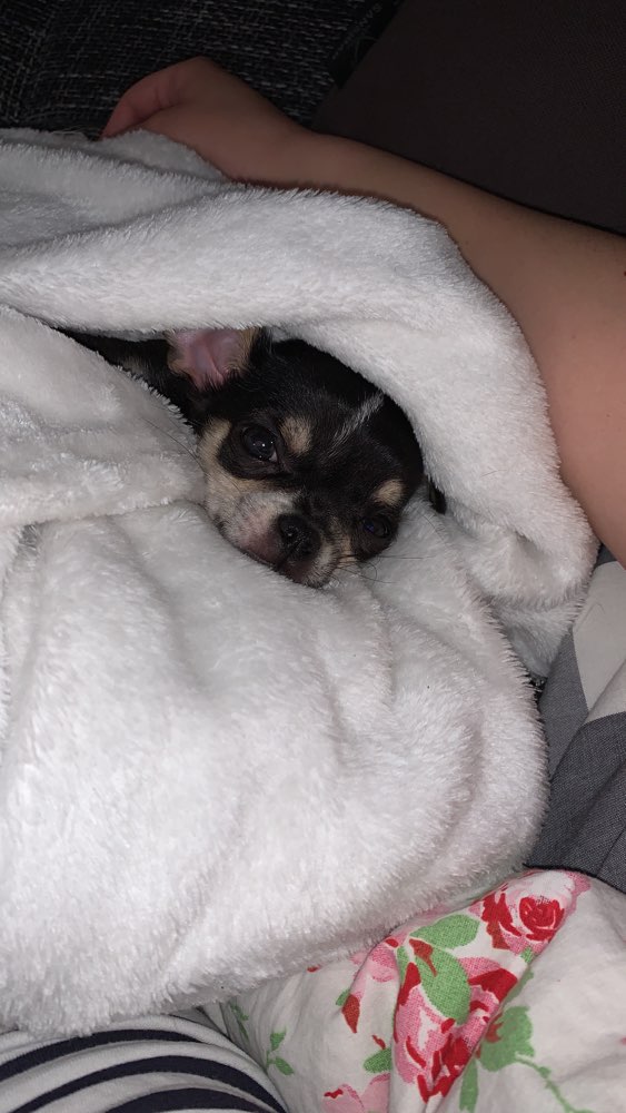 Hundetreffen-Welpentreff 🤗-Profilbild