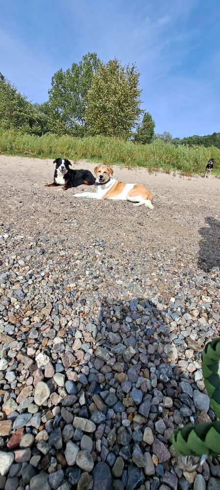 Hundetreffen-Kennenlernen spielt, spazieren-Profilbild