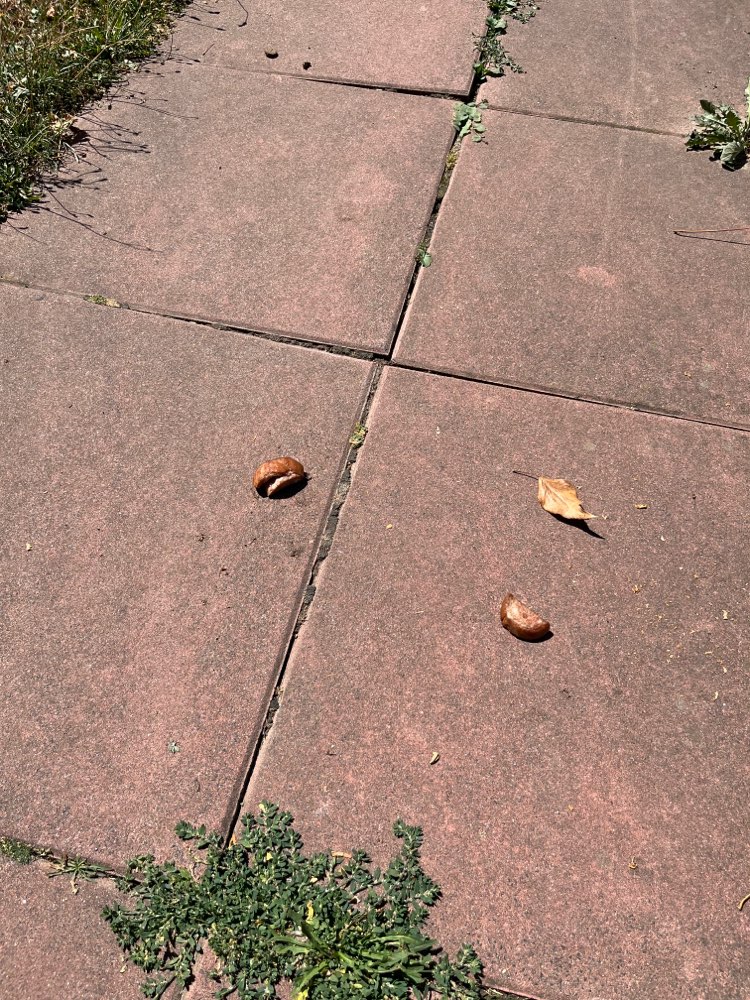 Giftköder-Undefinierbare Wurststücke-Profilbild