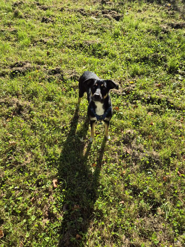 Hundetreffen-Spielrunde in Humboldt-Gremberg-Profilbild