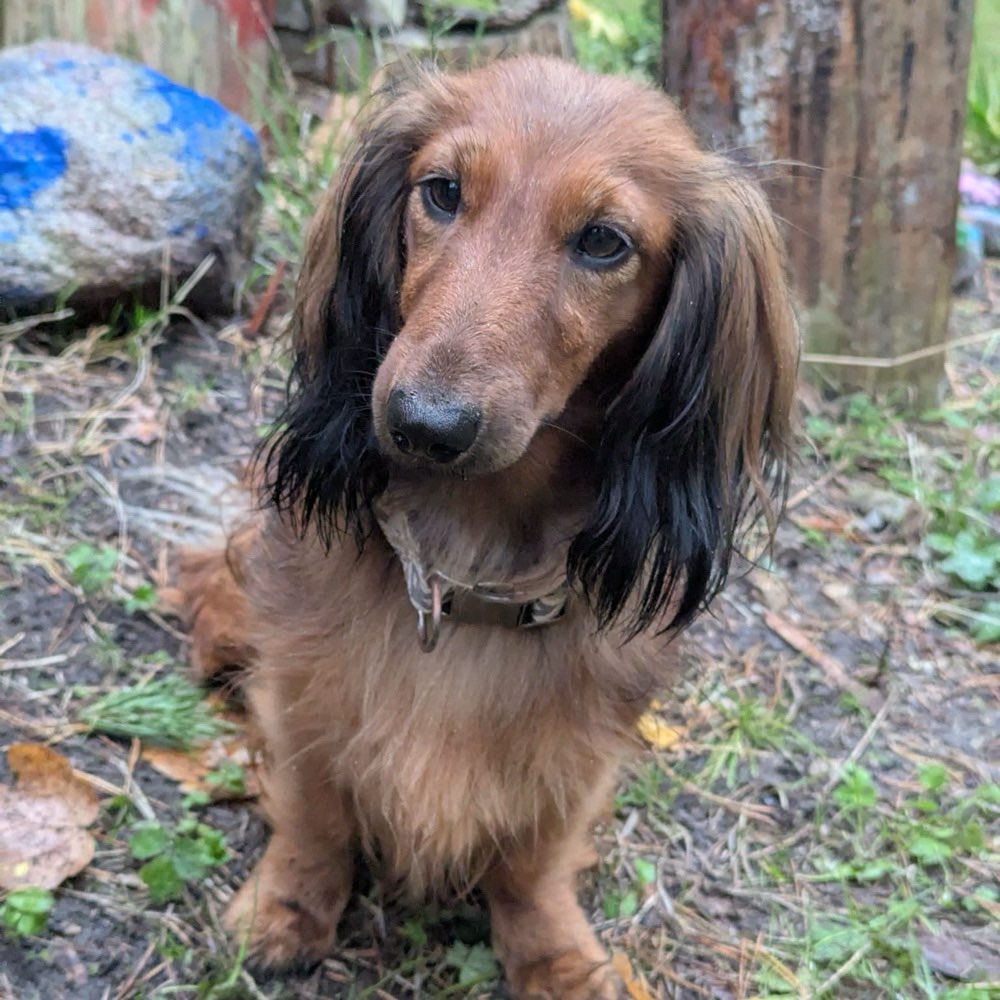 Hundetreffen-Dackel Treffen-Profilbild