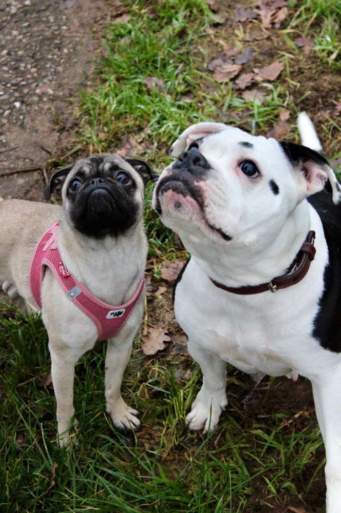 Hundetreffen-Social Works und/oder Spielkameraden-Profilbild