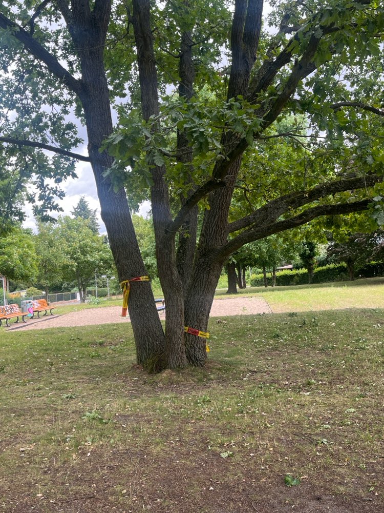 Giftköder-Eichenprozessionsspinner-Profilbild