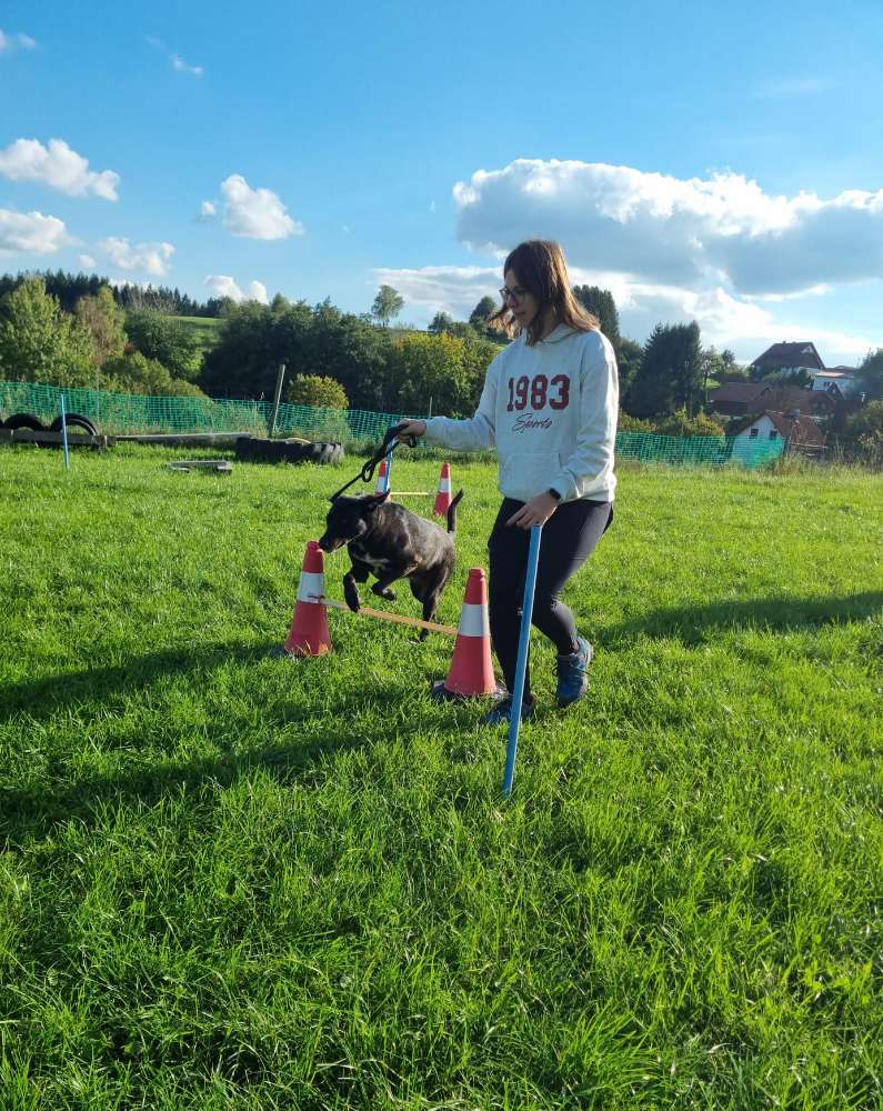 Hundetreffen-Gassirunde / Social Training-Profilbild