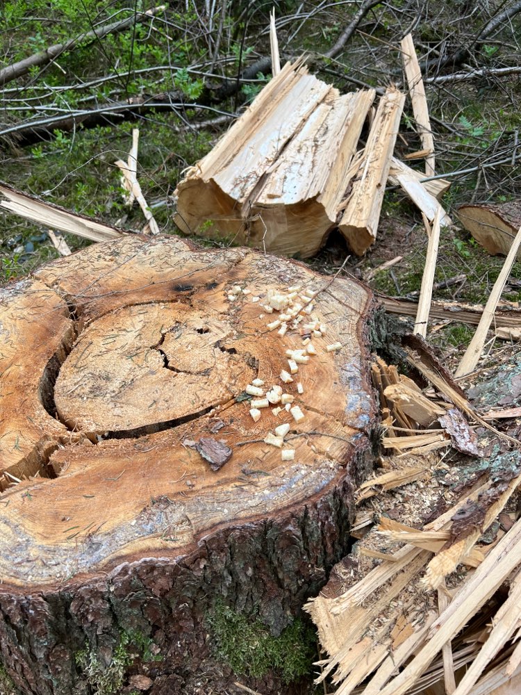 Giftköder-Vermuteter Giftköder-Profilbild