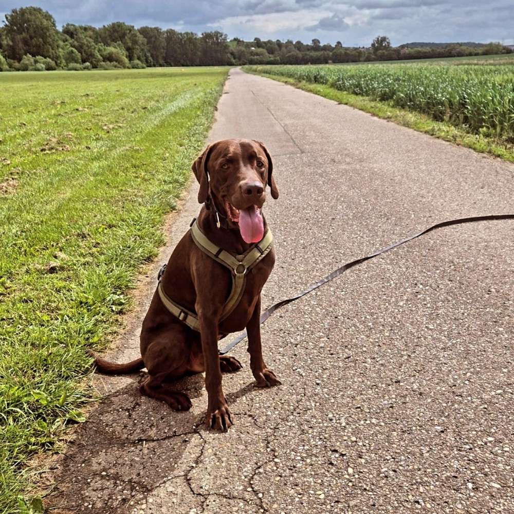 Hundetreffen-Trainingspartner, Sozialkontakte, Begegnungstraining-Profilbild