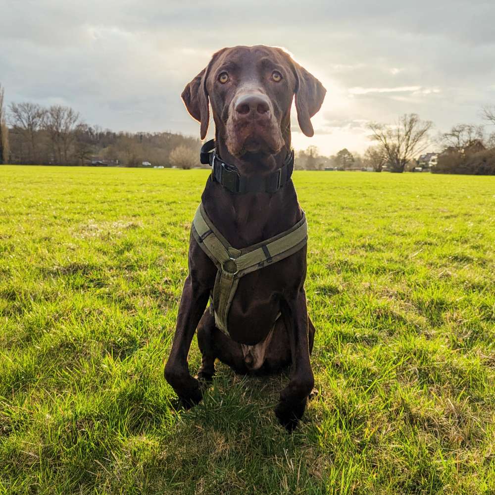 Hundetreffen-Trainingspartner Begegnungstraining-Profilbild