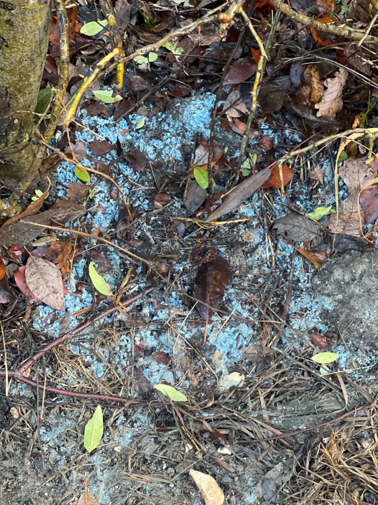 Giftköder-Eventuell giftig?-Profilbild