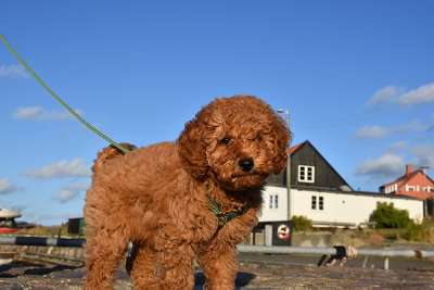 Hundetreffen-Molly sucht Spielkamaraden-Profilbild
