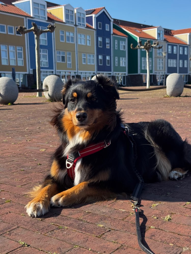 Hundetreffen-Struktur statt Spiel - entspannte Hundetreffen gesucht-Profilbild