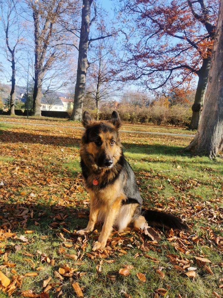 Hundetreffen-Gassi- Spielrunde-Profilbild