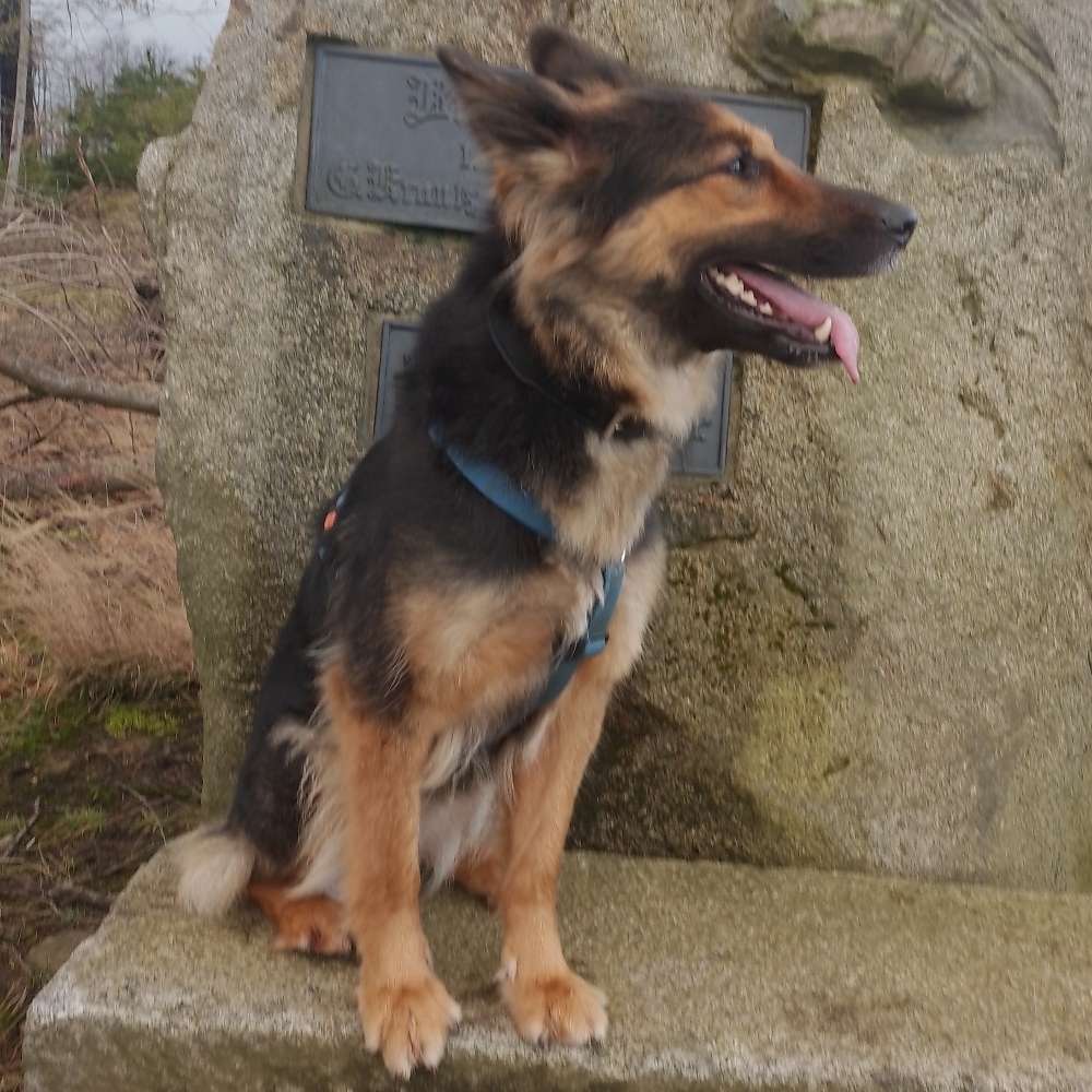 Hundetreffen-Spazieren, Trainieren, spielen-Profilbild