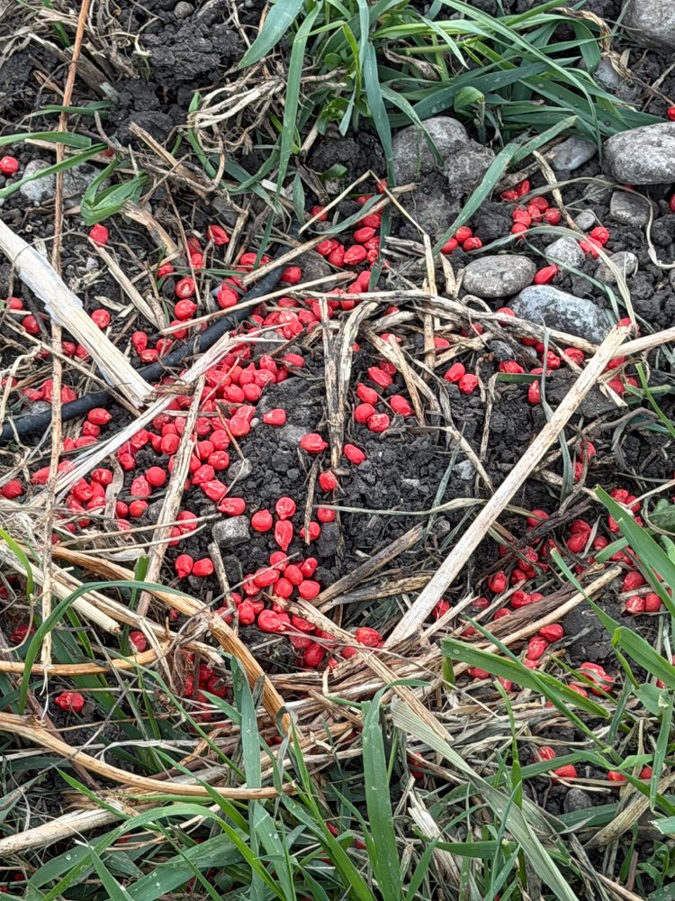 Giftköder-Giftköder Rattengift-Profilbild