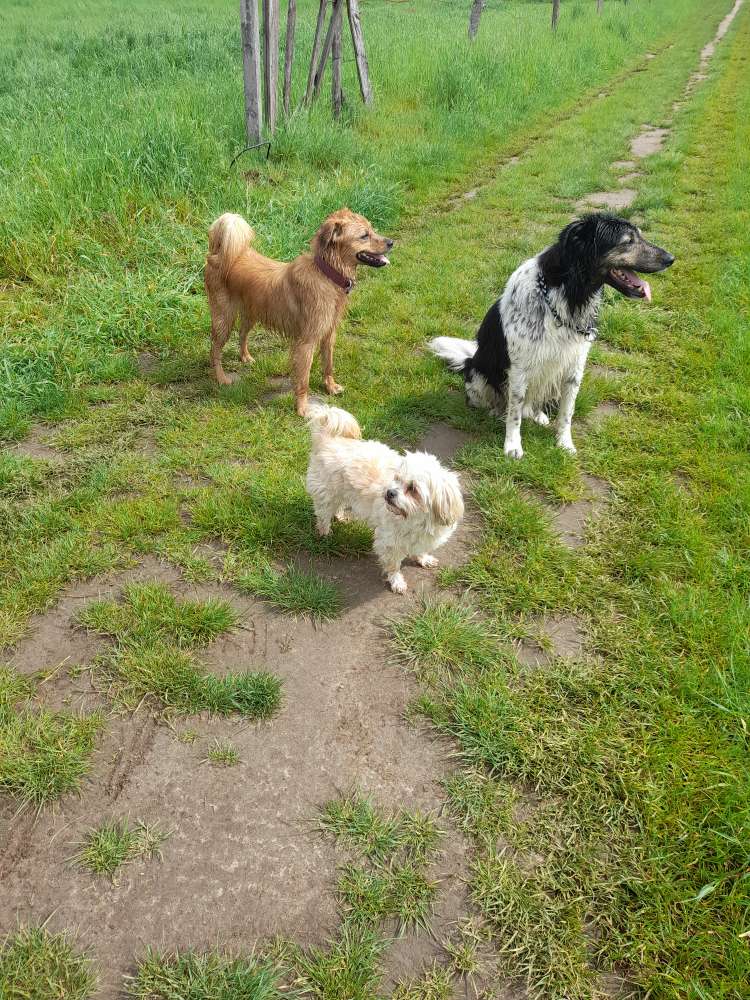 Hundetreffen-Gassirunde/Spielgruppe-Profilbild