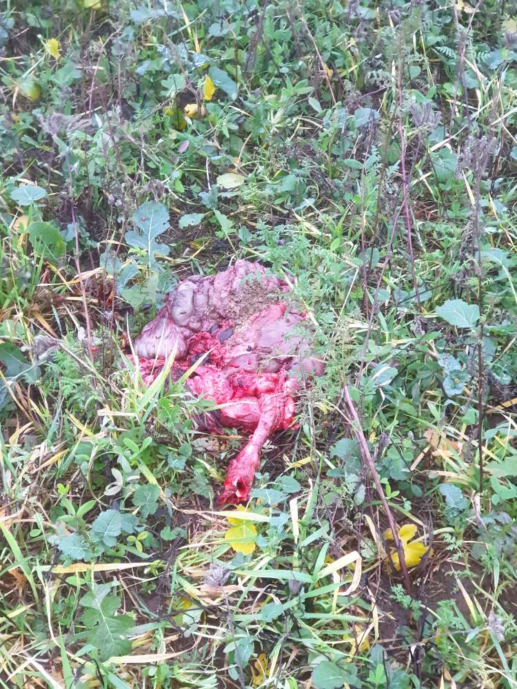 Giftköder-Tier kadaver-Profilbild