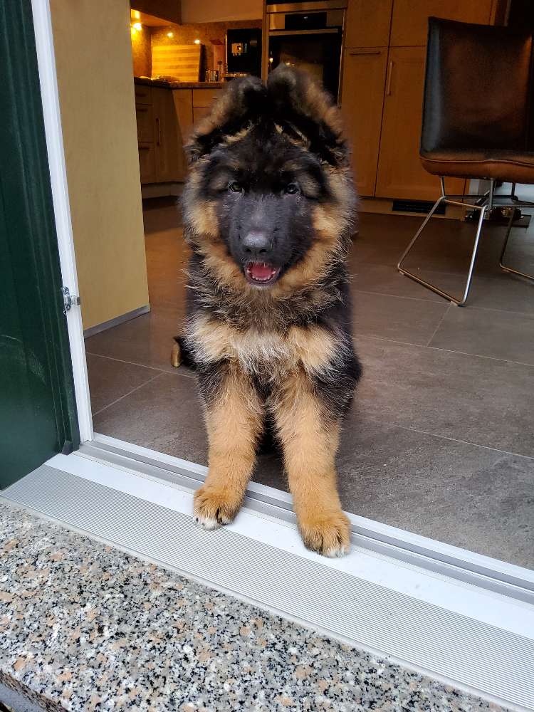 Hundetreffen-Welpentreffen in Ratingen-Profilbild