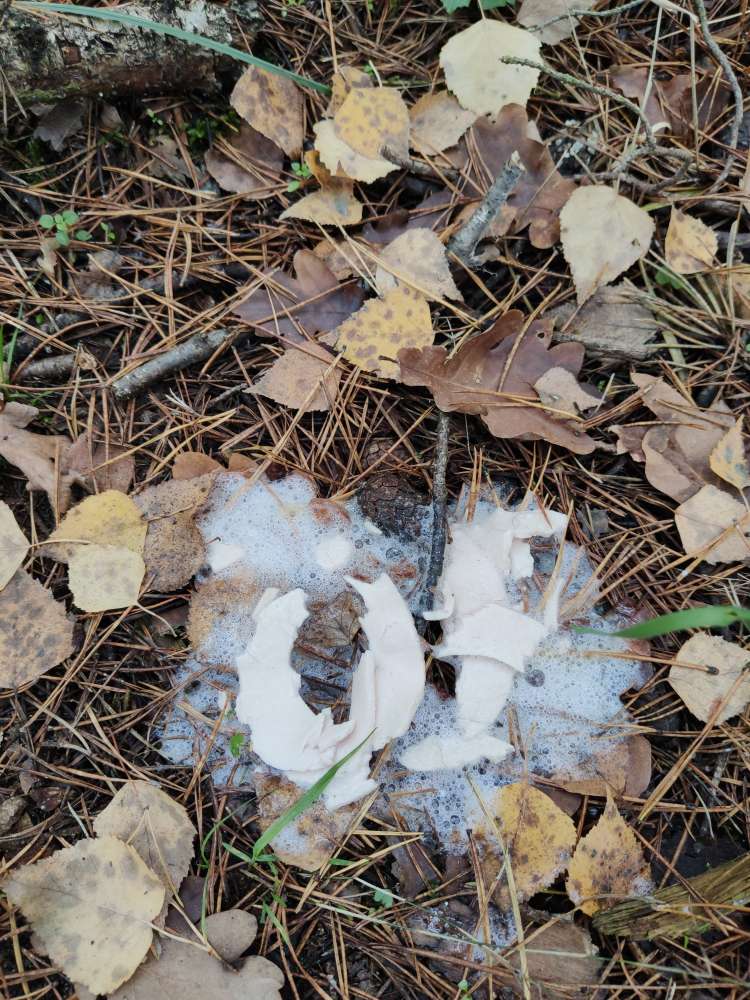 Giftköder-Möglicher Giftköder!-Profilbild