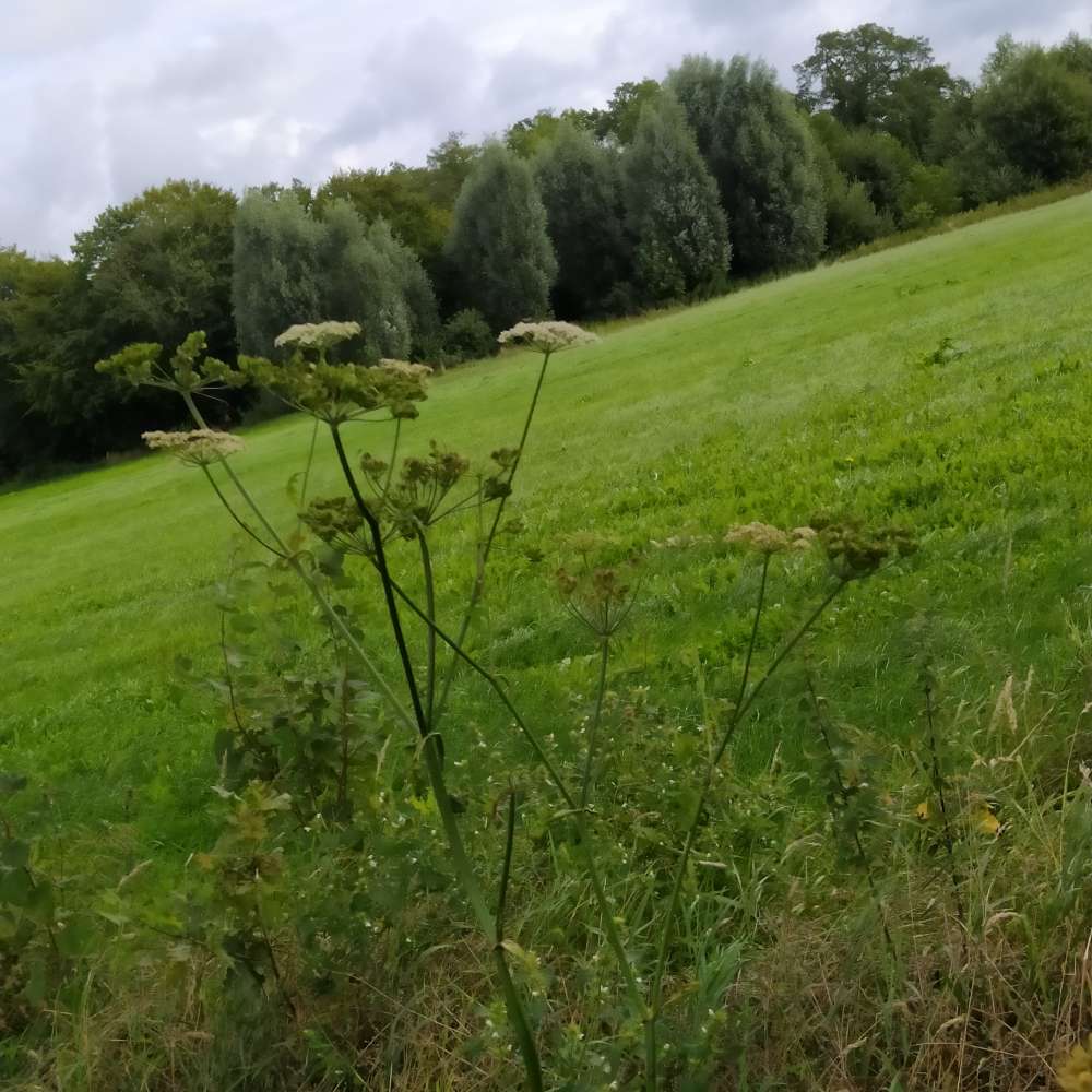 Giftköder-Wiesenbärenklau-Profilbild