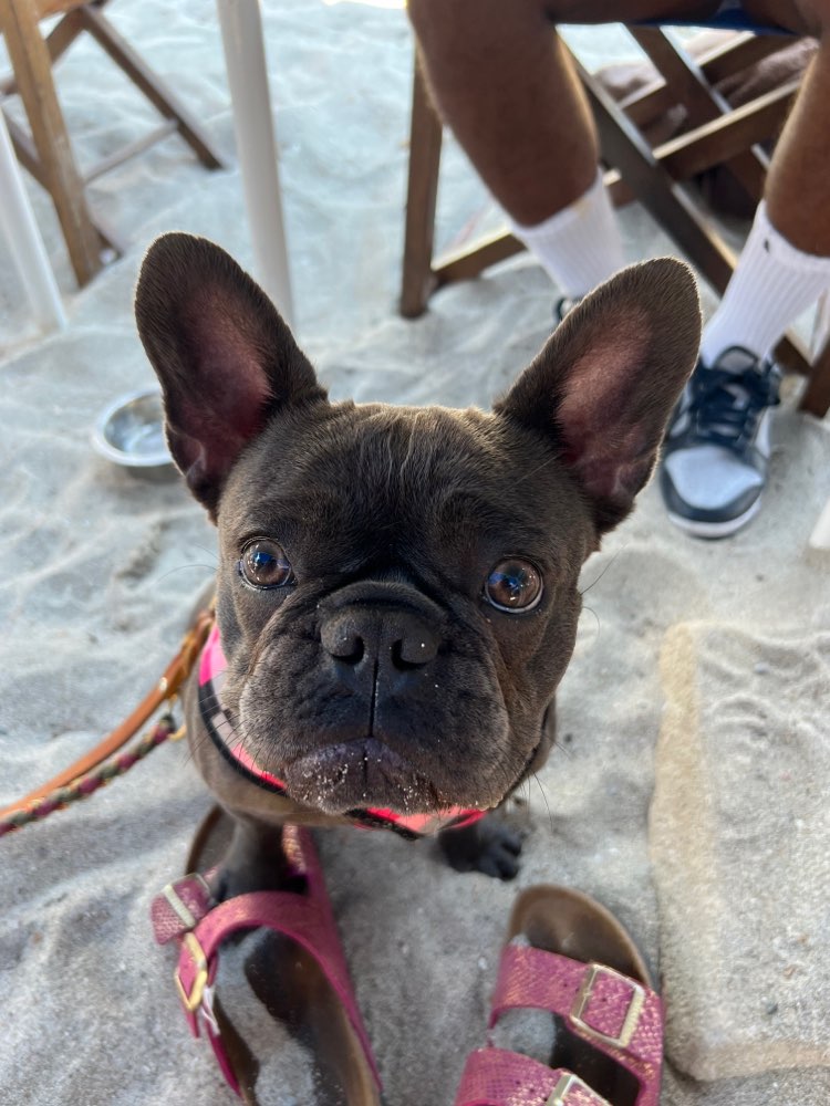 Hundetreffen-Spazieren gehen-Profilbild