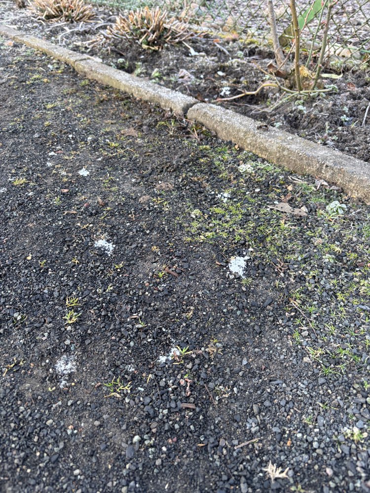 Giftköder-Weißes Pulver-Profilbild