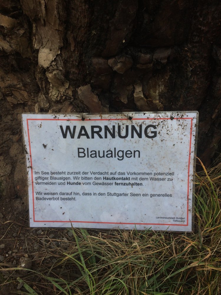 Giftköder-Blaualgen-Profilbild