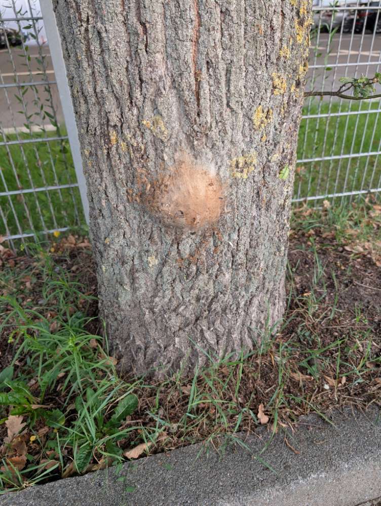 Giftköder-Eichenprozessionsspinner-Profilbild