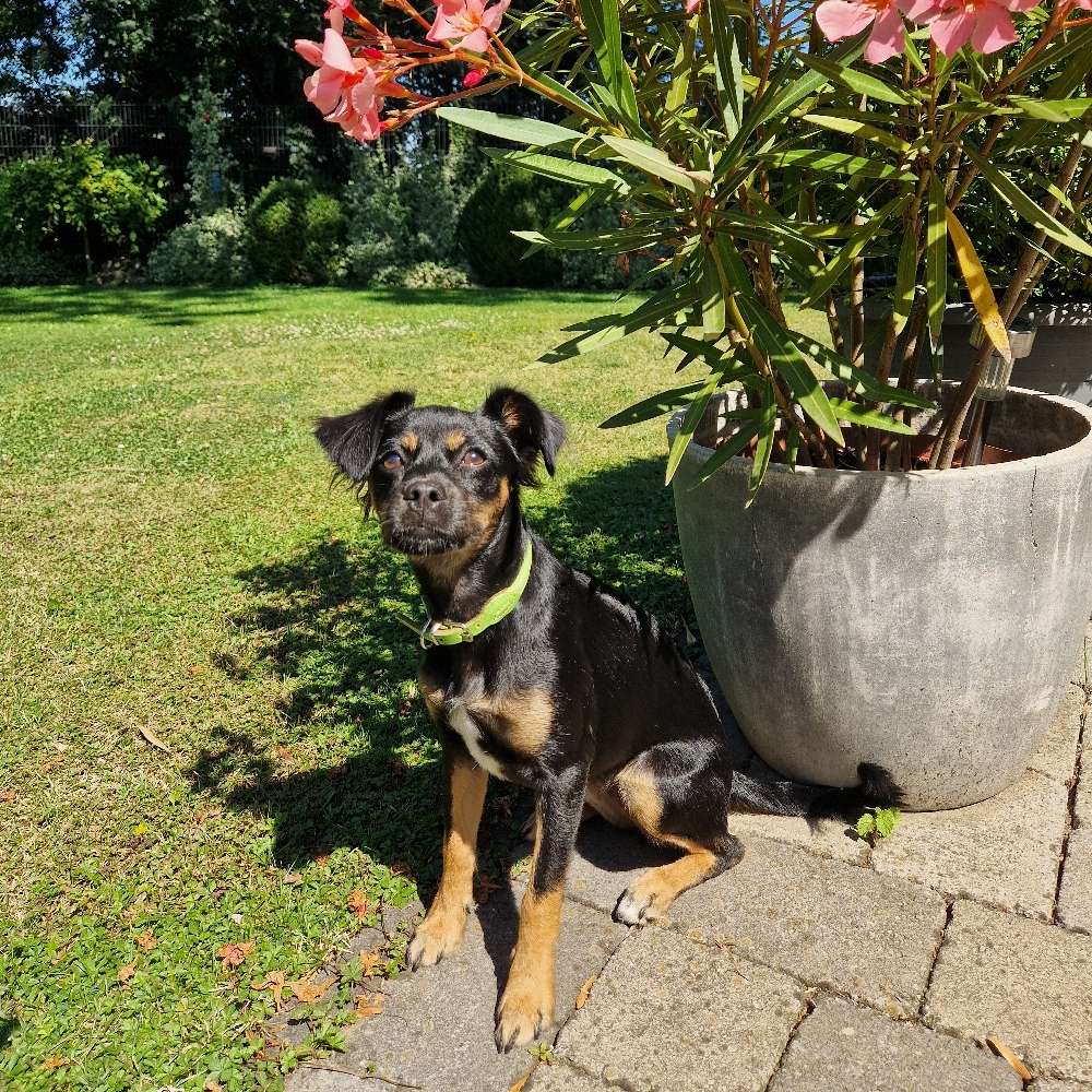 Hundetreffen-Spieltreffen für kleine Hunde-Profilbild