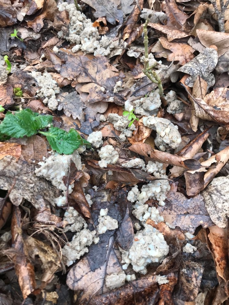 Giftköder-Möglicher Giftköder-Profilbild