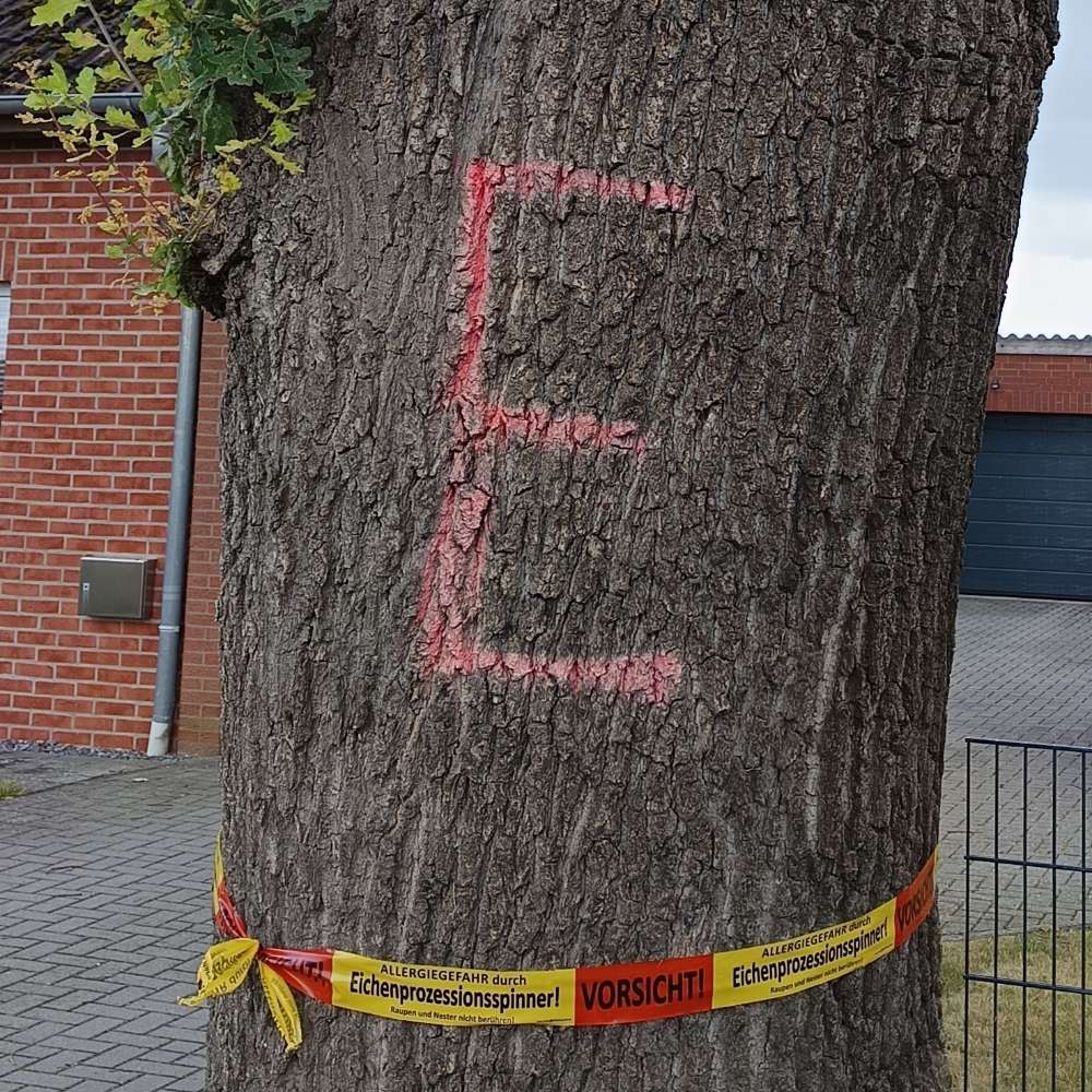 Giftköder-Eichenprozessionsspinner-Profilbild