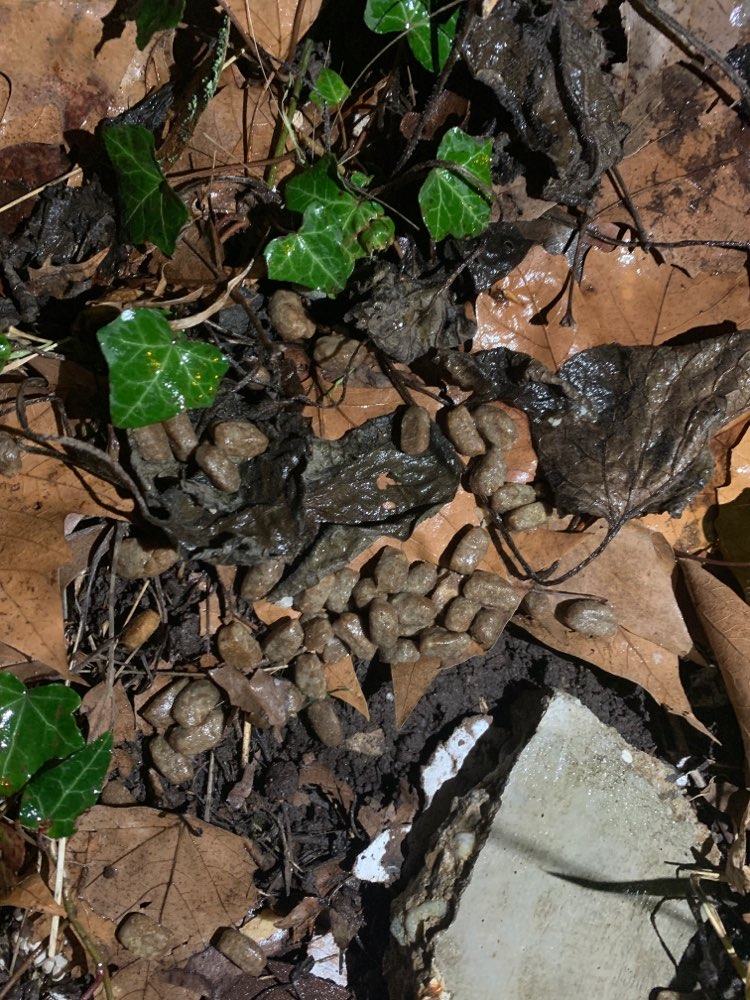 Giftköder-Vielleicht Giftköder in Leckerlis-Profilbild