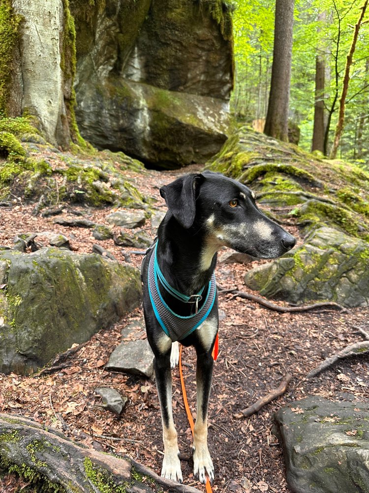 Hundetreffen-Freunde finden-Profilbild