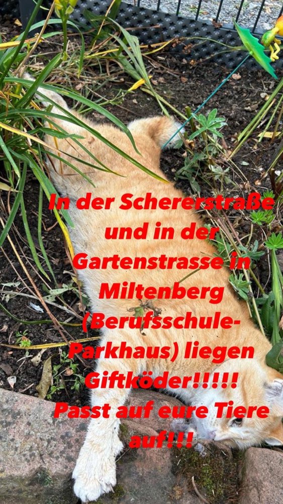 Giftköder-Giftköder-Profilbild