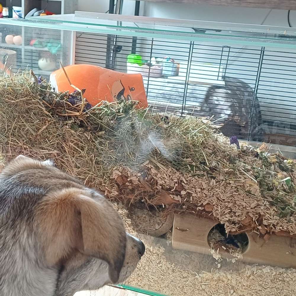 Haustier Freunde 🐕🌳🐕🐭🐹🐰 Banner