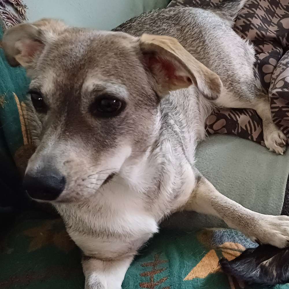 Hundetreffen-Nissa 1 Jahr, Gassi Gefährten finden-Profilbild